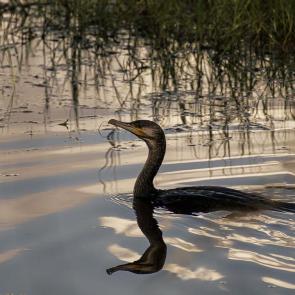 ����: ������� �������