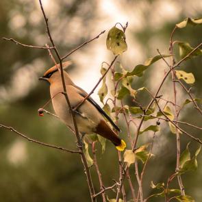 ����: ���������� ���������