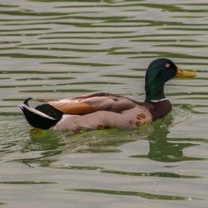 ����: �������� ��������