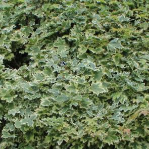 ����: �����