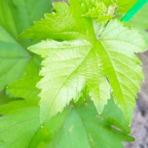 ����: ����������� �������� 