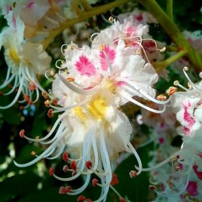 ����: ������ ������