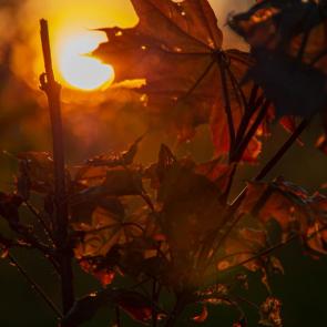 ����: ����� ����