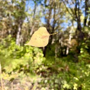 ����: ���� �����