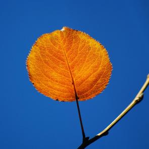 ������ � ���������