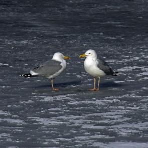 �������� ���