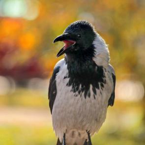 ���� ��������: �������. 