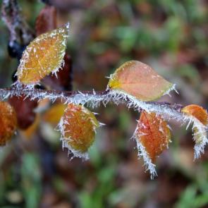 ����: ����