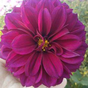 ����: ������� �����