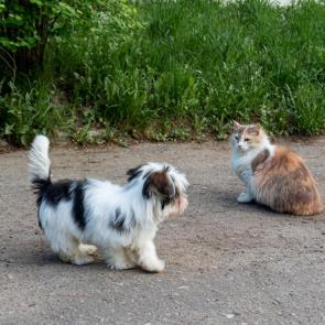 ���� ��������: ������� ���������