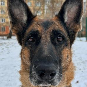 ���� ��������: 