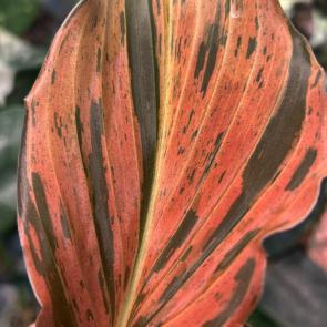 ������ � ���������