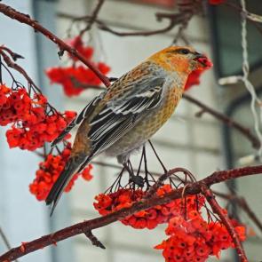 ����: ���.