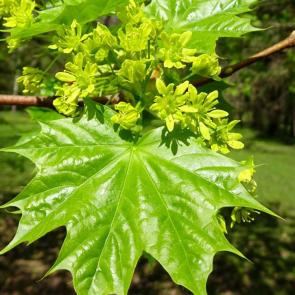 ����: �������� ����.