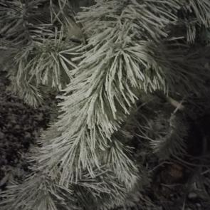 ������ ���������������