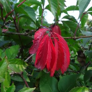 ����: ������� ������