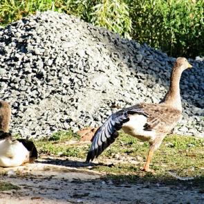 �������� ���