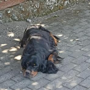 ����: ����  ���� �������