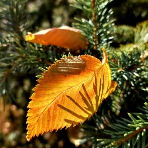 ����: ������� ������