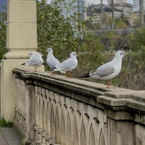 ����: ��������� ������ (�����)