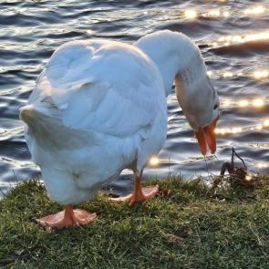 ���� ��������: 