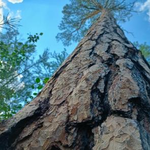 ����: �����