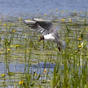 �������� ���