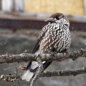 ����: �������� � ������...