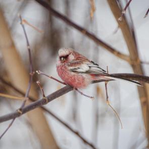 ����: ������.