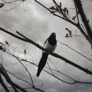 �������� ���