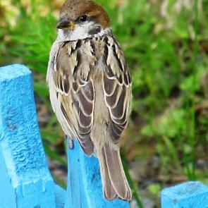 �������� ���