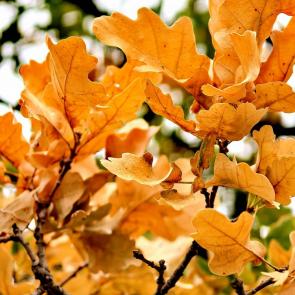 ����: ������ � ��������