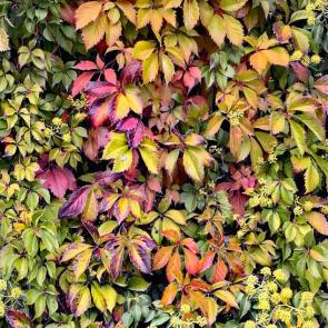 ����: ������������ ����