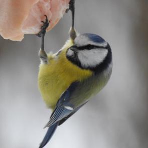 �������� ���