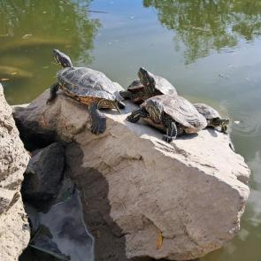 ��� ���� � ��������