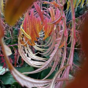 ����: ���������