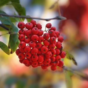 ���� ��������: ������. 