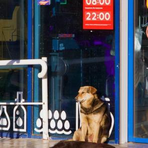 ����: � ��������