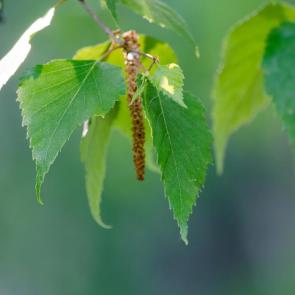 ����: ������