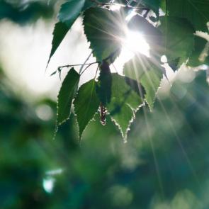 ����: ���� ������ ������.