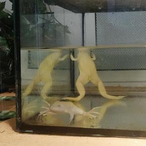 ����: �������