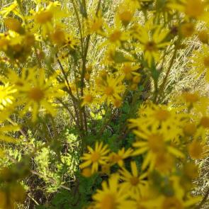 ����: ��������