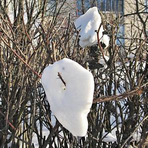 ����: ������