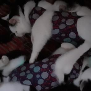 ����: �����