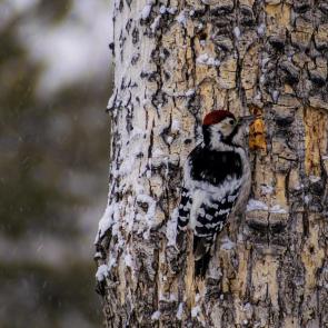 ���� ��������: ����� �����