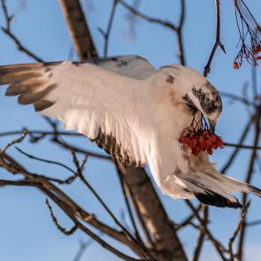 ����: ������� ������