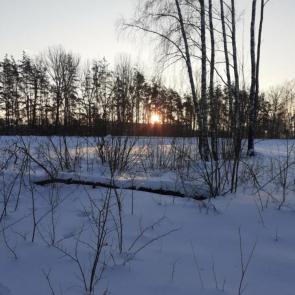 ����: ������ ����