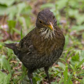 ����: ������� ������� ������