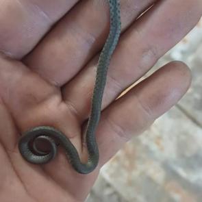 ��� ���� � ��������