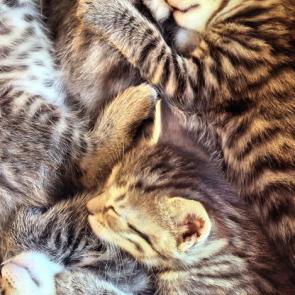 ����: ���������� ))